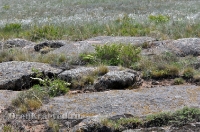Домбаровский район