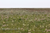 Домбаровский район