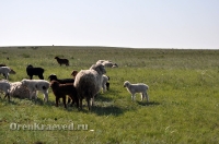 Домбаровский район