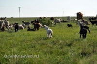 Домбаровский район