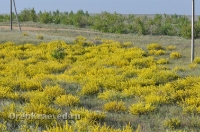 Домбаровский район