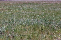 Домбаровский район