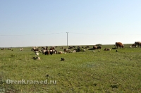 Домбаровский район