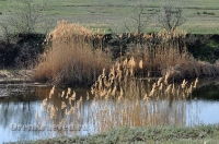 Домбаровский район