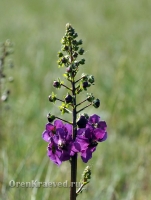 Домбаровский район