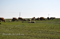 Домбаровский район