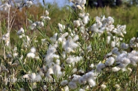 Домбаровский район