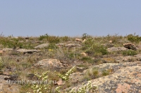 Домбаровский район