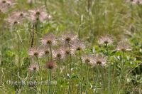 Домбаровский район