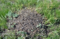 Домбаровский район