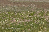 Домбаровский район