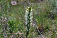 Домбаровский район