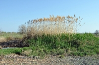 Домбаровский район