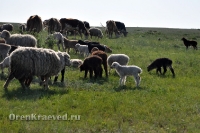 Домбаровский район