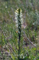 Домбаровский район