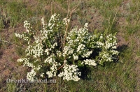 Домбаровский район