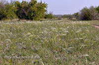 Домбаровский район