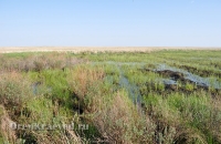 Домбаровский район