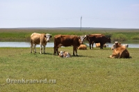 Ясненский район