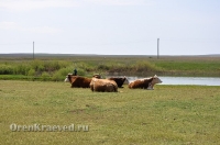 Ясненский район