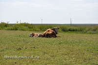 Ясненский район