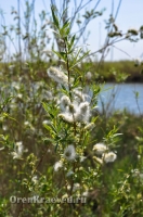 Ясненский район