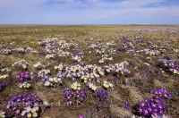 Светлинский район