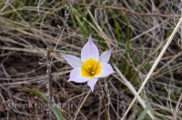 Светлинский район