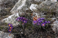 Светлинский район