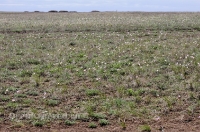 Светлинский район