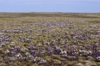 Светлинский район