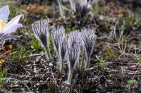 Светлинский район