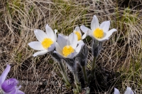 Светлинский район