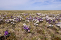 Светлинский район