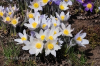 Светлинский район