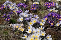 Светлинский район