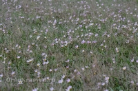 Светлинский район