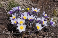 Светлинский район