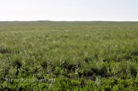 Гайский район