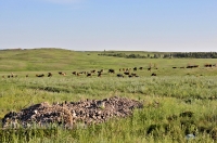 Гайский район