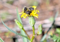 Городской округ Новотроицк