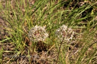 Городской округ Новотроицк