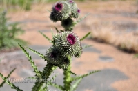 Городской округ Новотроицк