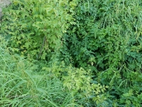 Карстовая воронка близ деревни Райманово. 2016 год