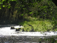 Бузулукский бор