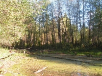 Бузулукский бор