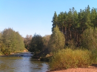 Бузулукский бор