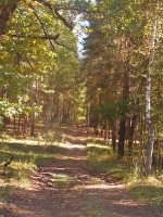 Бузулукский бор