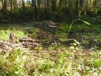 Бузулукский бор