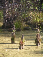 Бузулукский бор